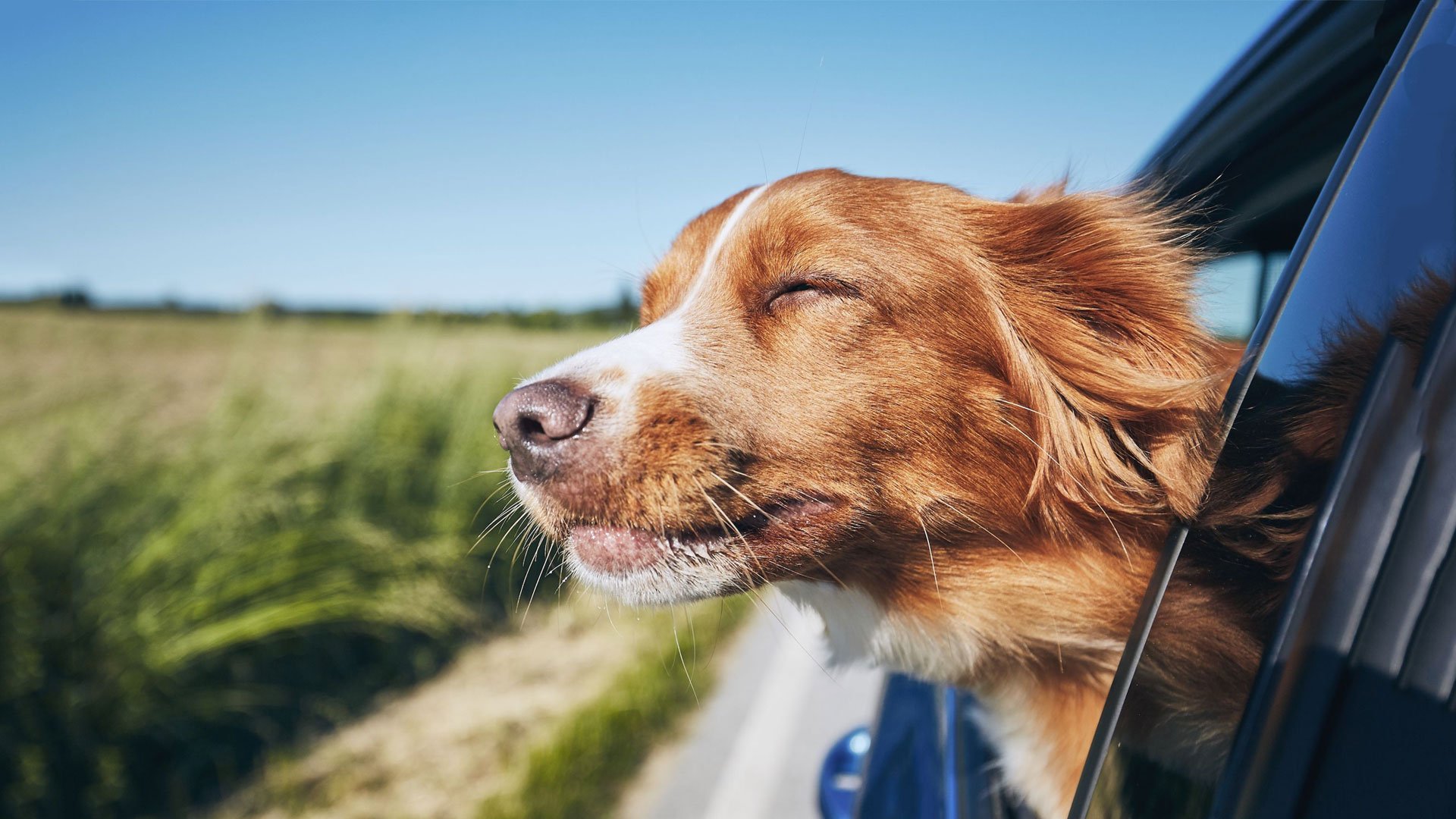 Σκύλος και αυτοκίνητο: Όλα όσα πρέπει να γνωρίζετε